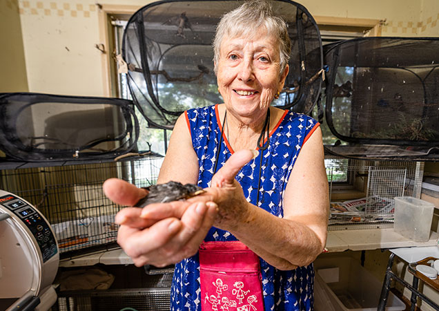 rspca wildlife carer chris baby birds